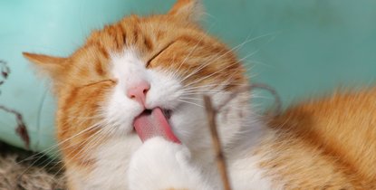 Ist die Calathea giftig fr Katzen? Das solltest du darber wissen