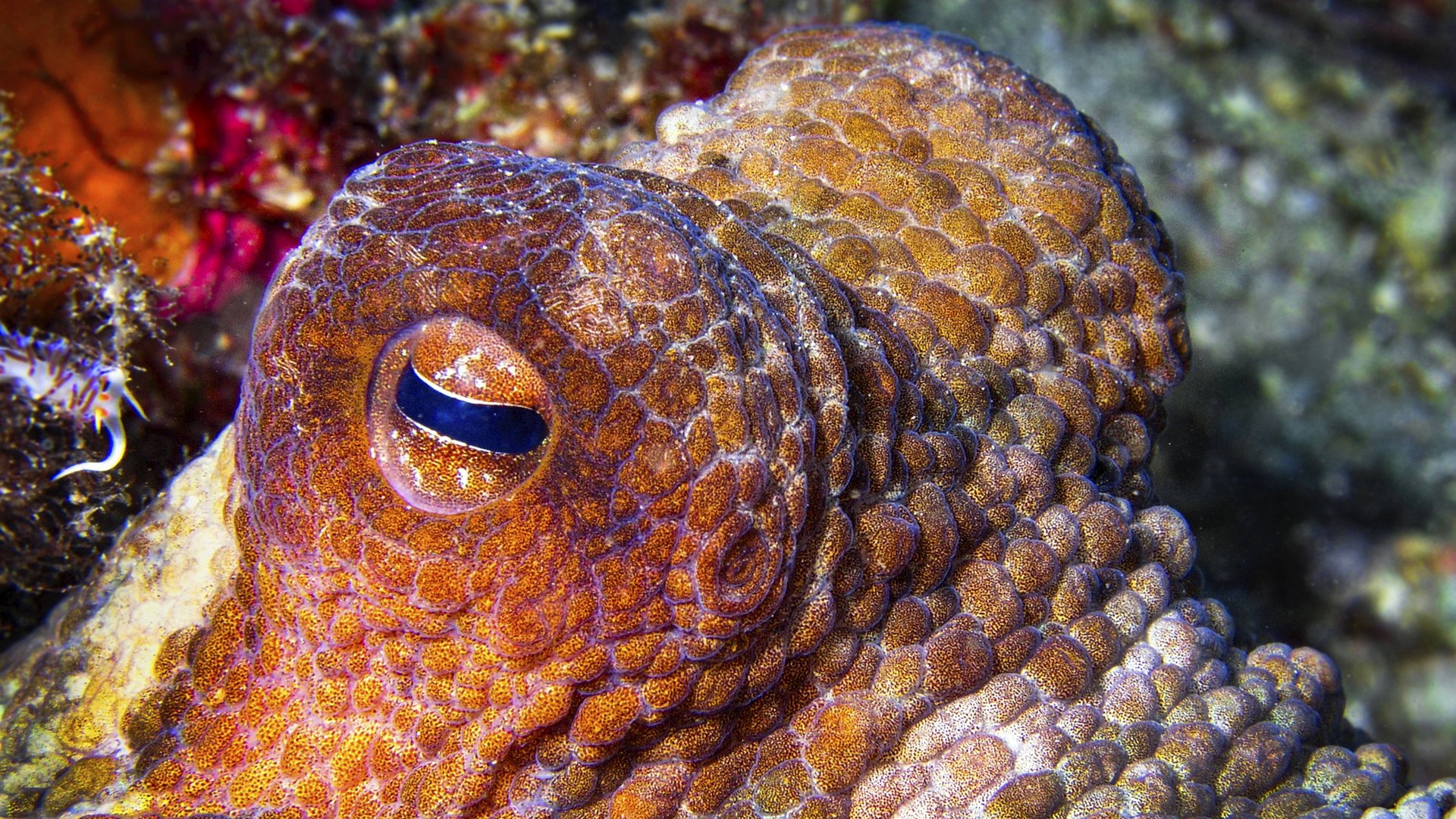 Abfallbehälter Für Overlock Brother 2104D - 3D Gedruckt In Frankreich | Aus Biobasiertem PLA | In Malve