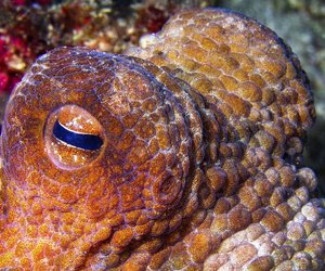 Geheimnisvolle Tiere: 6 erstaunliche Eigenschaften von Kraken