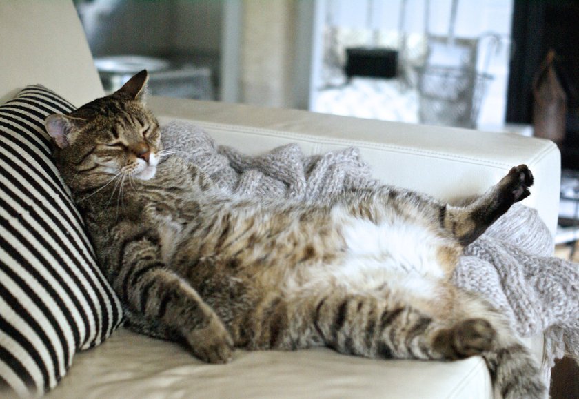 Faul auf dem Rücken liegen nur wenige Katzen.