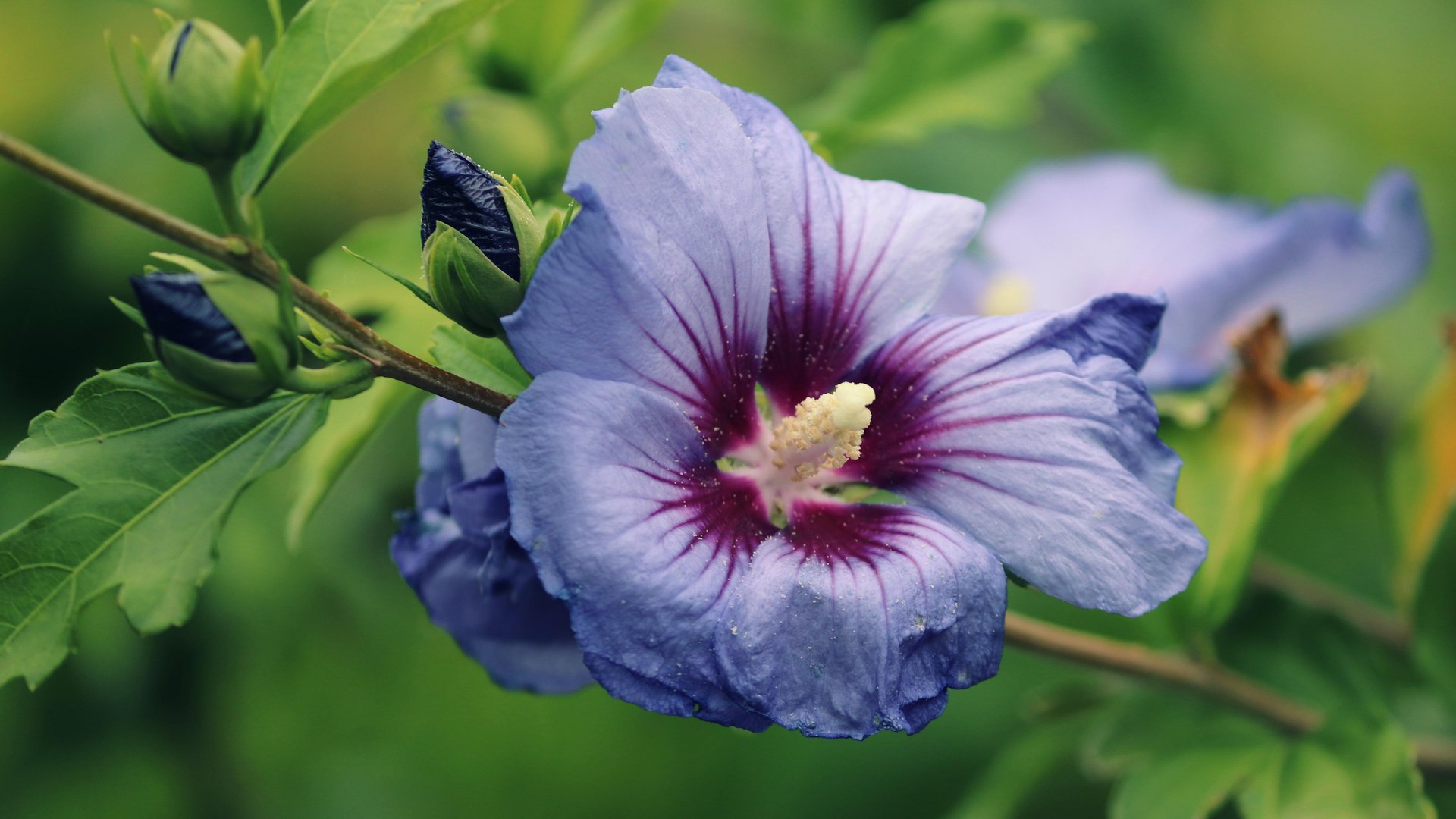 Diese HibiskusPflanze für den Garten von Lidl ist ein Geheimtipp