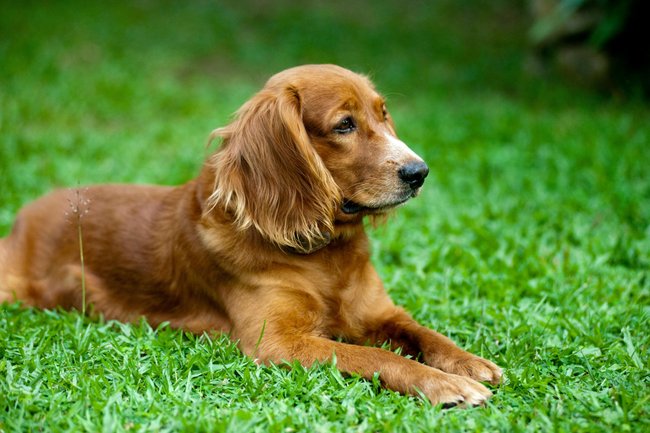 Der&#x20;English&#x20;Cocker&#x20;Spaniel