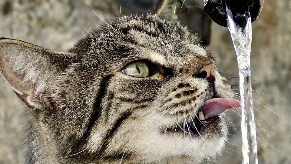 Katzen trinken gern Wasser, aber können sie auch schwimmen?