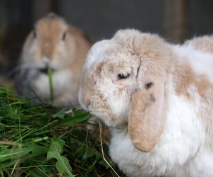 Kohlrabi für Kaninchen: Dürfen sie das essen?