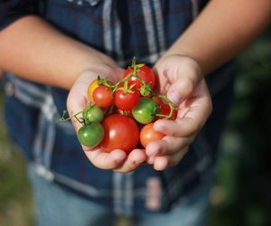 Wie lagert man Tomaten richtig? So bleiben sie länger frisch