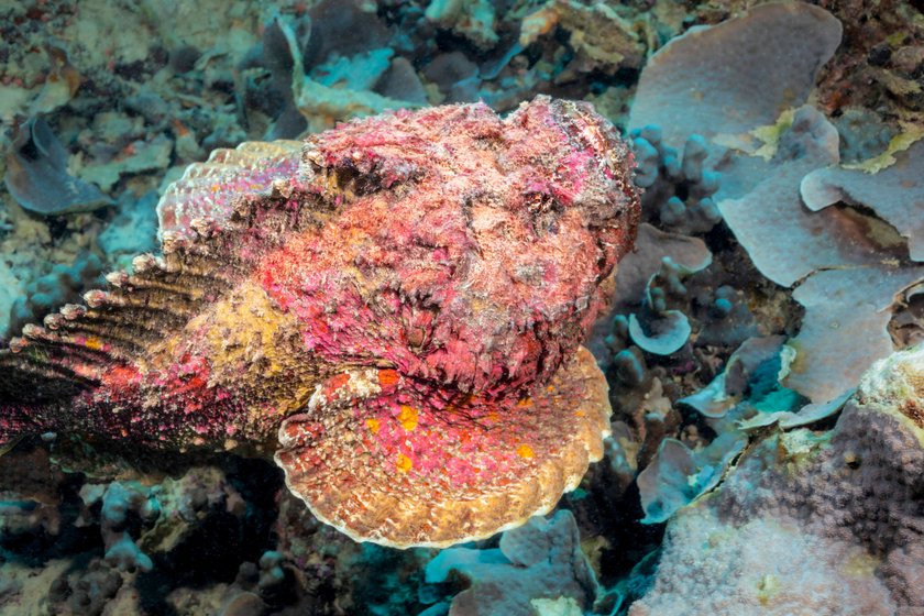 Die Gefhrlichsten Fische Der Welt