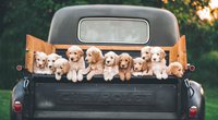 Wie lange ist ein Hund ein Welpe?