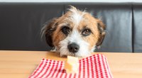 Dürfen Hunde Käse essen? Das solltest du darüber wissen