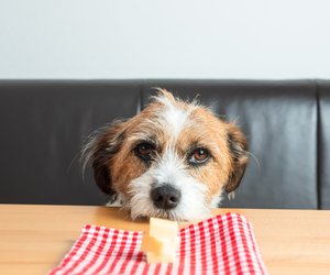 Dürfen Hunde Käse essen? Das solltest du darüber wissen