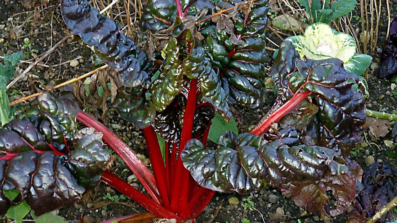 Rhabarber ist ein Starkzehrer, der immer wieder einen neuen Standort braucht.