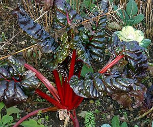 Rhabarber umpflanzen – so gelingt es