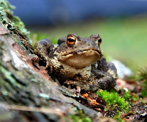Was fressen Frösche und wo leben die Tiere eigentlich? 