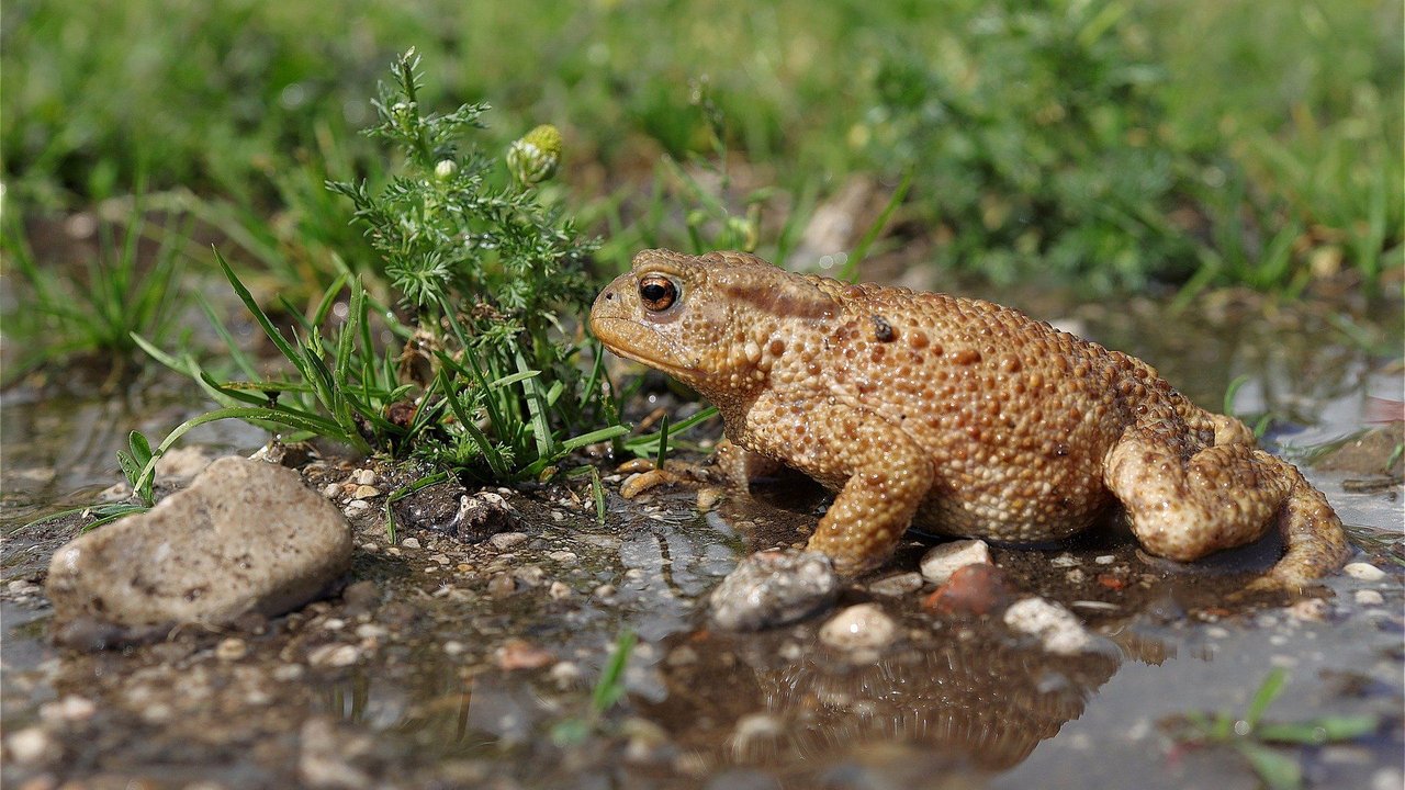 Erdkr&#x00F6;ten&#x20;bevorzugen&#x20;eine&#x20;feuchte&#x20;Umgebung.