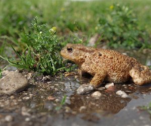 Ist die Erdkröte giftig?