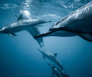 Was fressen Delfine und müssen sie auch trinken?