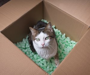 Jetzt bei Amazon: Jede Katze ist nach dieser tollen Kletterwand verrückt