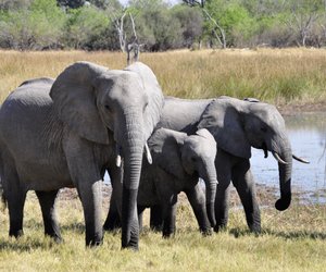 Was wiegen Elefanten? So schwer sind die grauen Riesen
