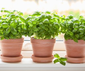 Basilikum in der Schwangerschaft: Das sollte man wissen