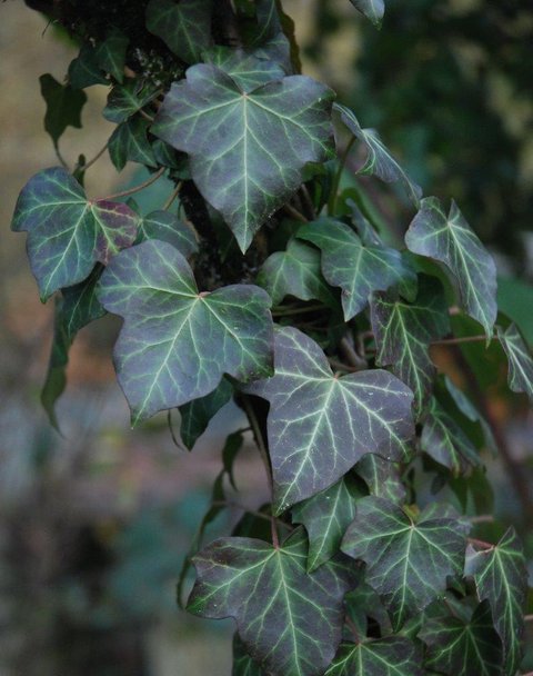 Diese 11 giftigen Pflanzen knnen euren Kindern schaden