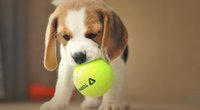 Für Pfotenfreunde: Wie alt werden Beagle?
