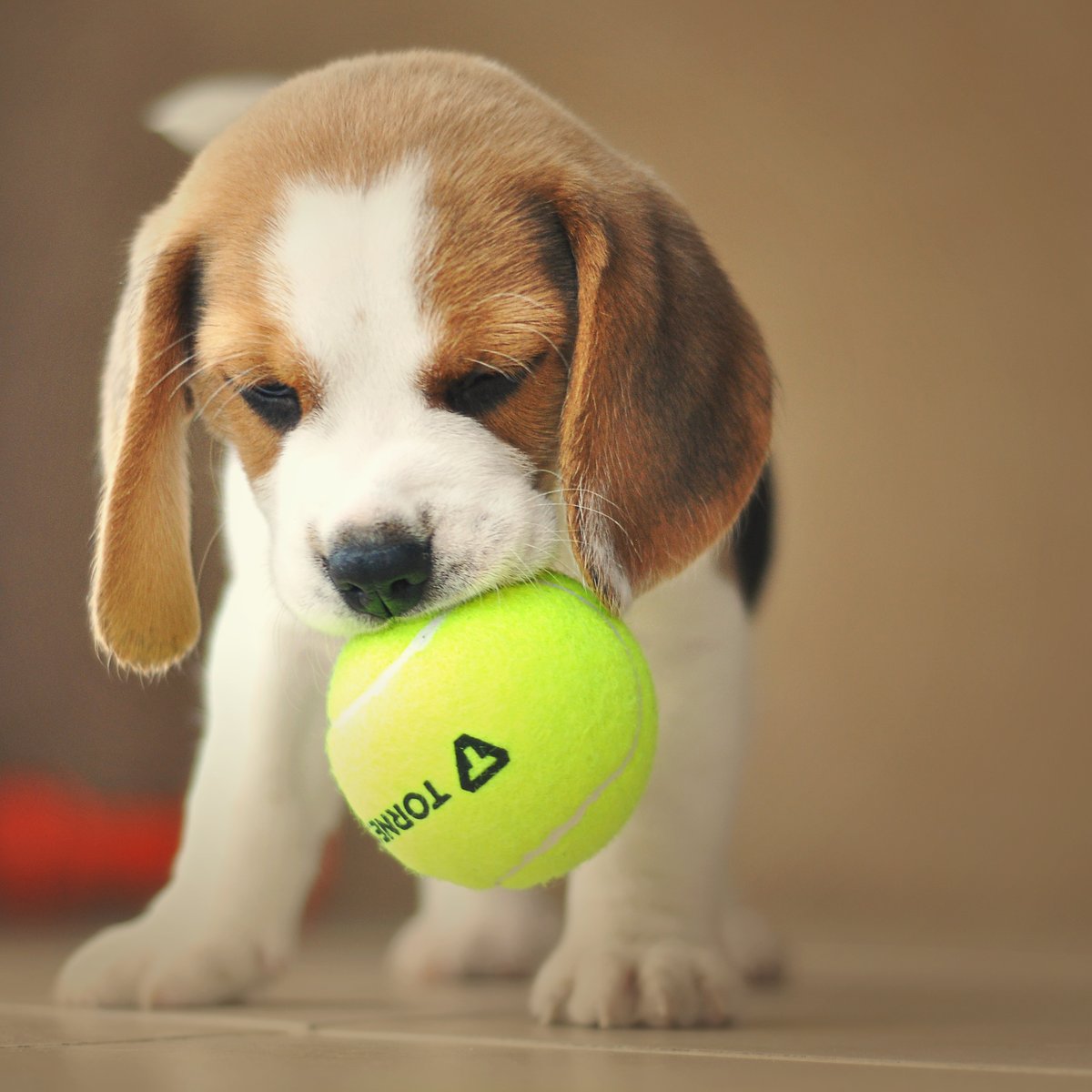 Für Pfotenfreunde: Wie alt werden Beagle?