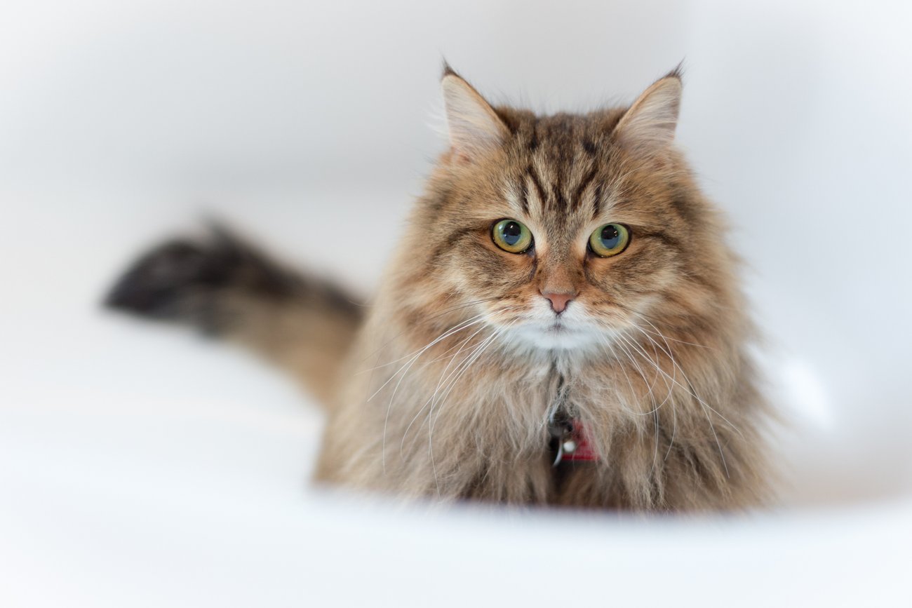 Katzen für Allergiker 7 Katzenrassen zum Schmusen ohne Niesen