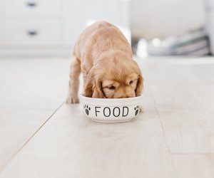 Dürfen Hunde Datteln essen? Worauf du dabei achten solltest