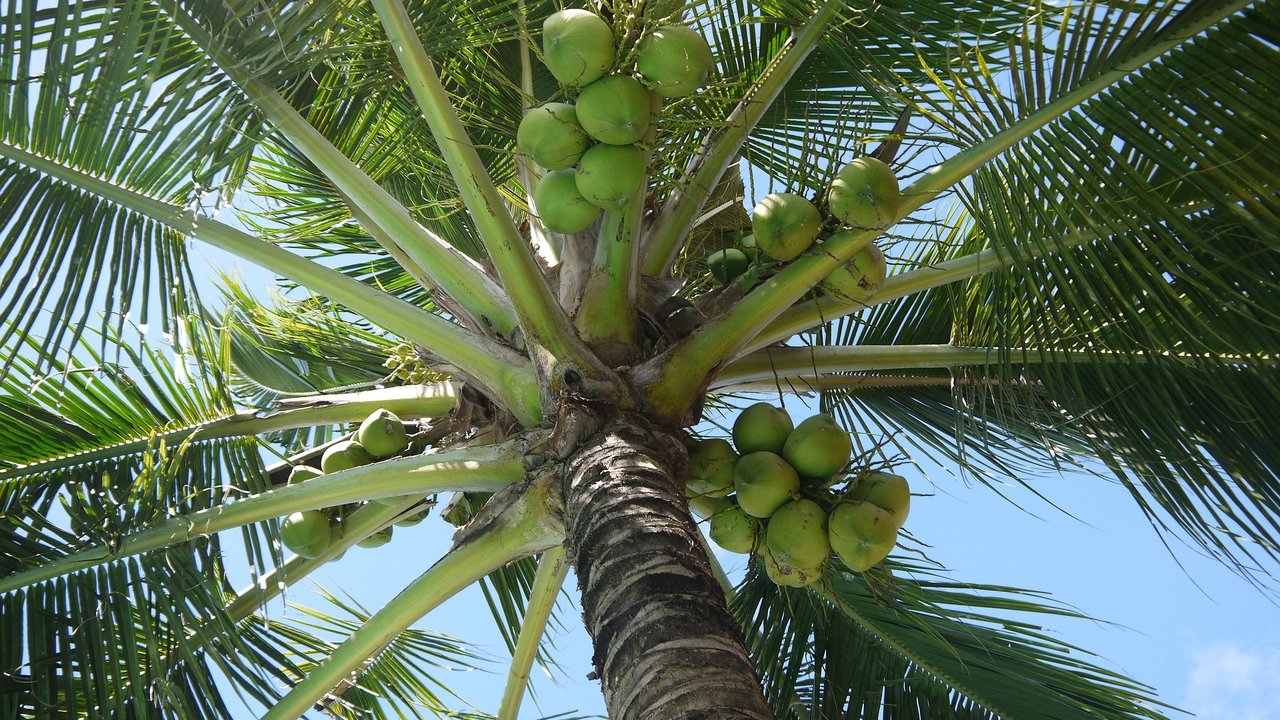 Kokosnüsse hängen weit oben im Baum.