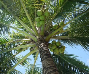Exotische Früchte: Wo wachsen Kokosnüsse?