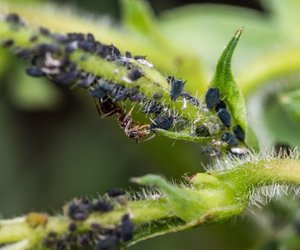 Honigtau entfernen: So klappt es ganz einwandfrei