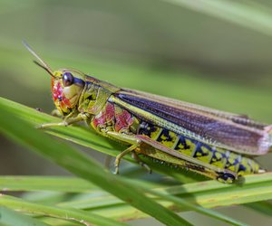 Können Heuschrecken beißen? Alles, was du darüber wissen musst