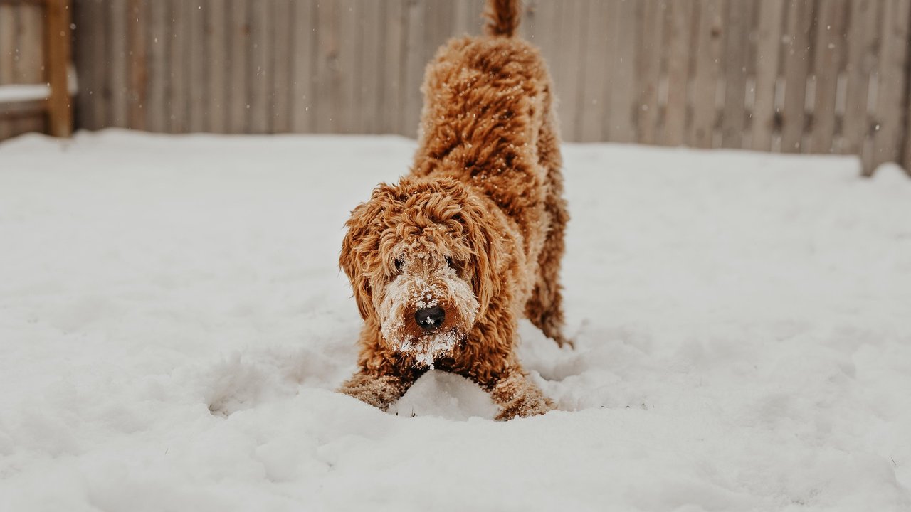 Im Schnee finden sich besonders schnell Futterverstecke.
