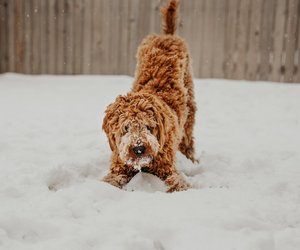 Dein Hund vergräbt sein Futter? Die Bedeutung erstaunt dich garantiert