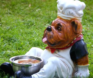 Kann man Hundefutter eigentlich essen?