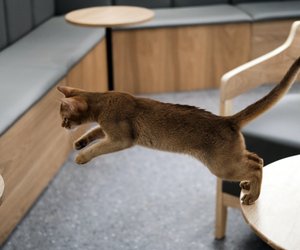 Wie hoch können Katzen springen und landen sie immer auf ihren Füßen?