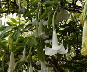 Außergewöhnliche Blütenpracht: Ist der Trompetenbaum giftig?