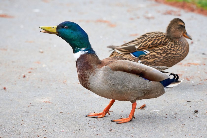 Zwei Enten auf einem Weg