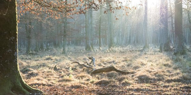 Keltisches Baumhoroskop: Was verrät dein Baum über dich?