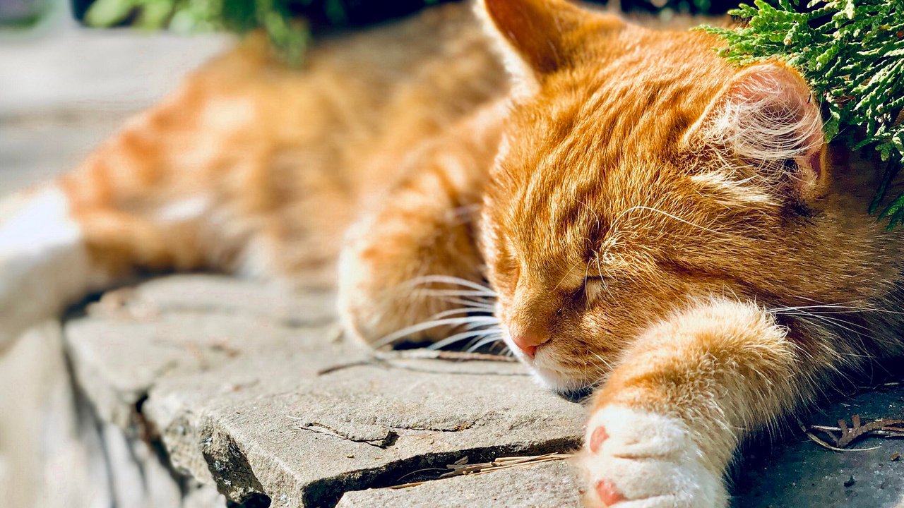 Katzen sind wahre Vielschläfer, denen selbst im Schlaf kein Detail entgeht.
