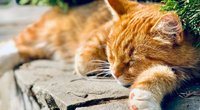 Für Pfotenfreunde: Wie lange schlafen Katzen?