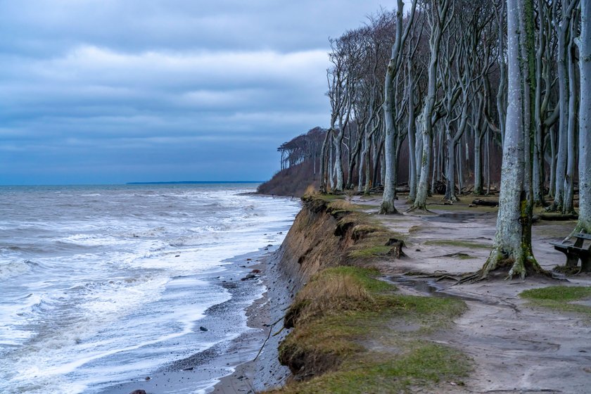 Gespensterwald Nienhagen Strand, Steilküste und Gespensterwald im Ostseebad Nienhagen, Mecklenburg-Vorpommern, Deutschland Steep sea cliffs with Ghost Wood - Gespensterwald - in Nienhagen, Mecklenburg-Vorpommern, Germany *** Ghost Forest Nienhagen Beach, cliffs and ghost forest in the Baltic seaside resort of Nienhagen, Mecklenburg-Vorpommern, Germany Steep sea cliffs with Ghost Wood Ghost forest in Nienhagen, Mecklenburg-Vorpommern, Germany