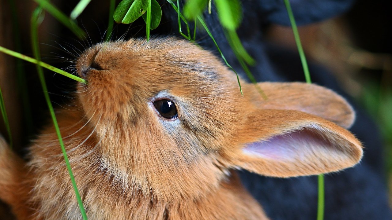 Kaninchen brauchen Grünfutter – und sie lieben es.