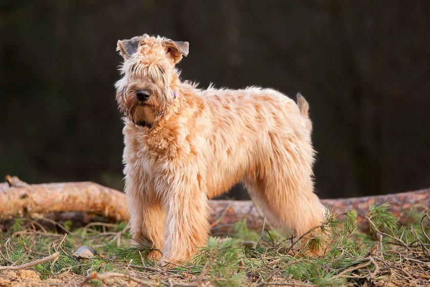 Irish Soft Coated Wheaten Terrier standing on pine needles.