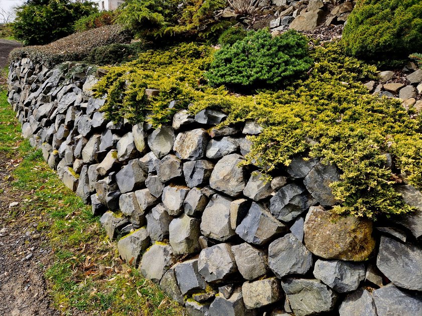 the dry wall serves as a terrace terrace for the garden, where it holds a mass of soil. the wall is slightly curved, which helps it to stabilize better. planting perennials and rock gardens,  dammeri, cotoneaster, irregular, horizontalis