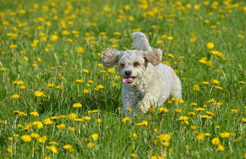 little white dog