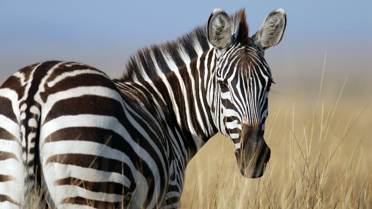 Ein erwachsenes Zebra in der Steppe.