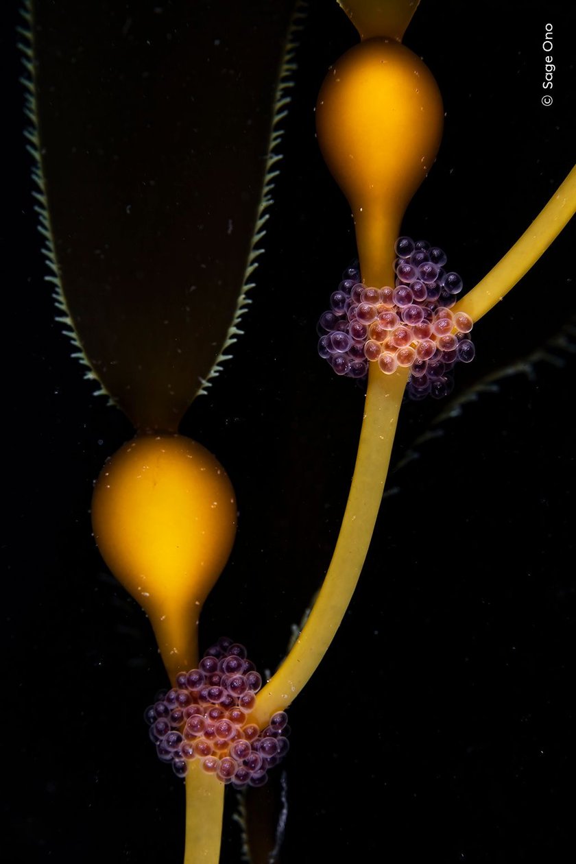 A clutch of tubesnout (Aulorhychus flavidus) eggs on display, carefully nestled in the crooks of giant kelp. With the changing seasons of Monterey Bay come all the little signs of new life. The ruby-red eggs and golden kelp in the darkness of the nutrient-rich, summer water take on the appearance of carefully arranged jewelry in a shop window. Looking closer at the ordinary happenings in the environment reveals the meticulous beauty of the natural world. Taken in 2022 in Monterey Bay, USA.