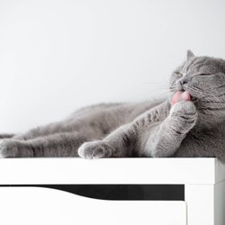 Warum knabbert deine Katze an ihren Krallen? Das steckt hinter ihrem Verhalten