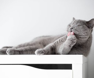 Das steckt hinter dem Knabbern an Katzenkrallen: Experten klären auf