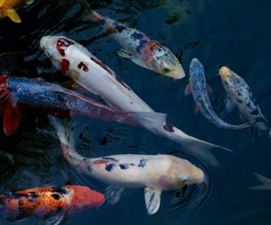 Faszinierende Karpfen: Wie alt werden Kois? 